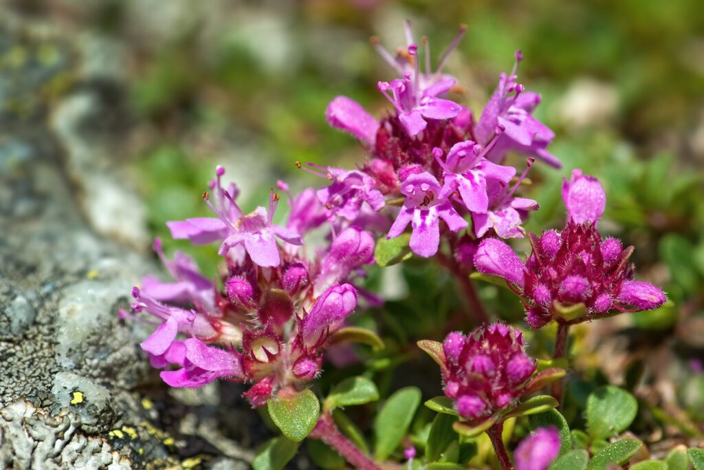plantes toxiques chien