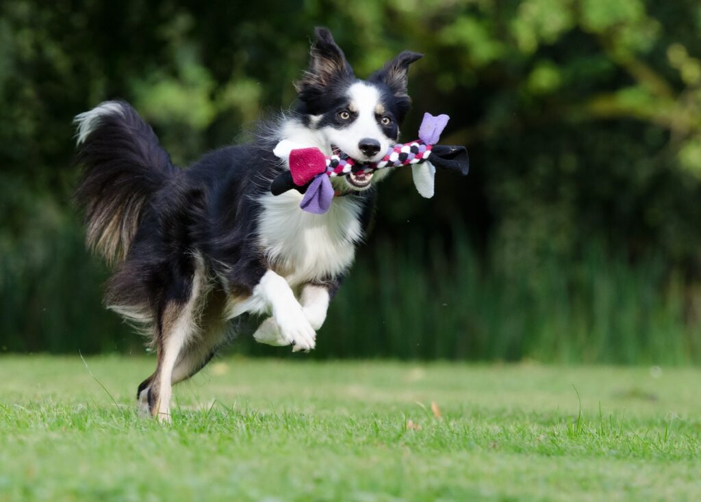 jouer avec son chien