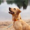 Quel collier choisir pour votre chien ?