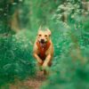 Harnais Roam - Terracotta Ripple - Woolly Wolf – Image 2