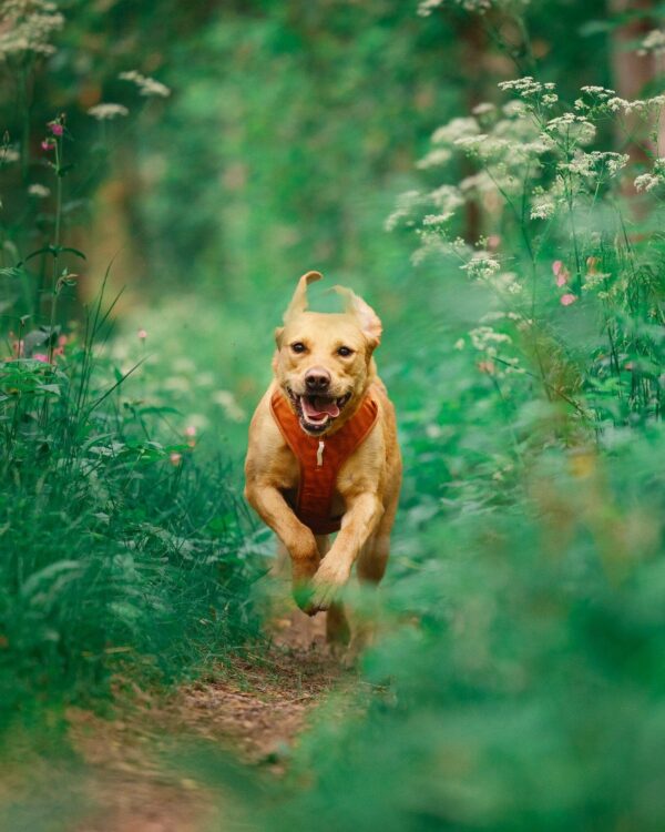 Harnais Roam - Terracotta Ripple - Woolly Wolf – Image 2