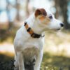 Collier Sea to Summit Woolly wolf