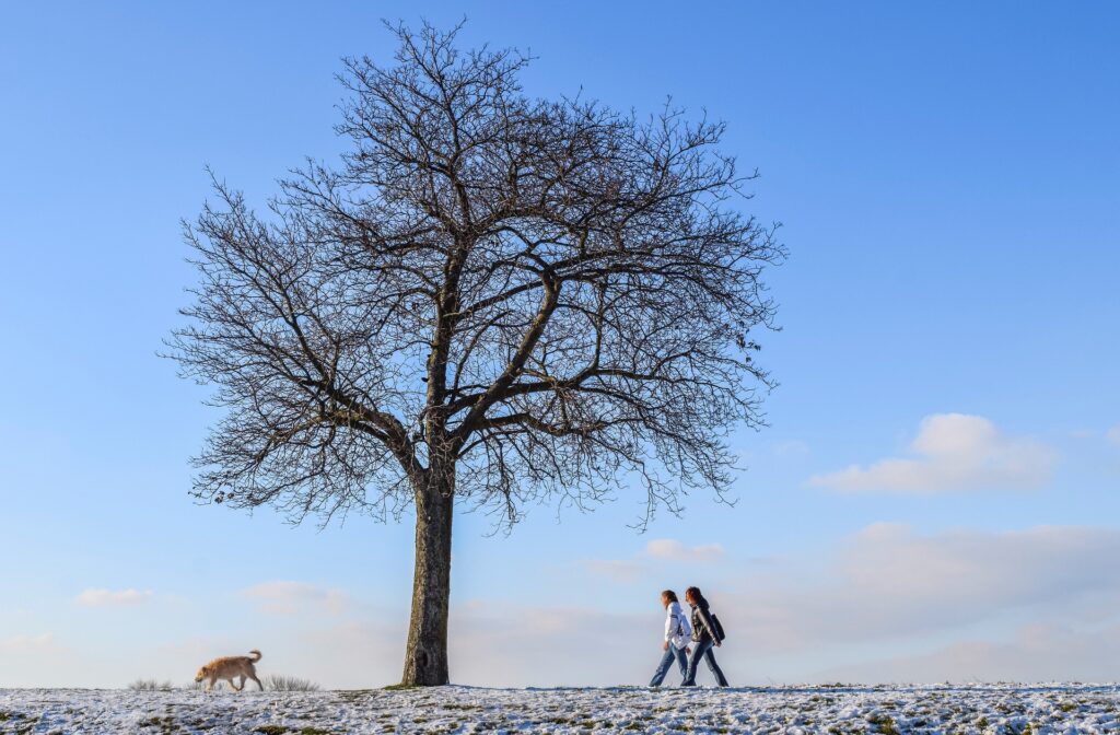 Protéger son chien du froid